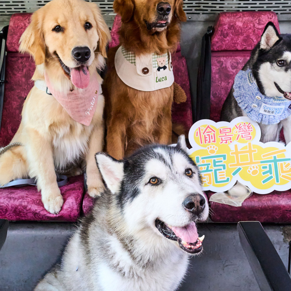 2. DB Pet-Friendly Bus Service.jpg